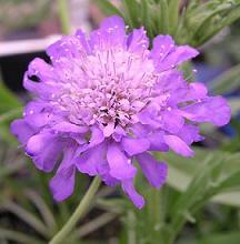 Sipica sau Scabiosa