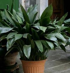 Aspidistra - denumita popular pana cocosului sau planta de fier