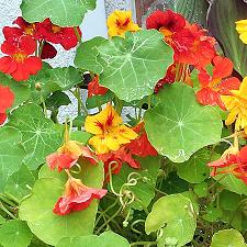 Nasturtium (Tropaeolum majus) - popular i se mai spune si caltunas sau nemtoaica