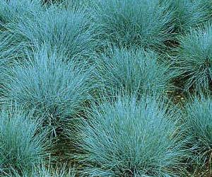Festuca glauca - Iarba albastra
