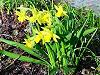 Cand plantam narcisele si lalelele