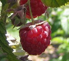 Zmeura parfumata - Rubus idaeus