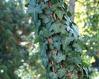Plante cataratoare Iedera