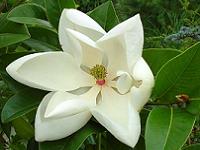 Magnolia – o floare nobila la indemana oricui
