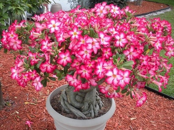 Trandafirul desertului - Adenium Obesum