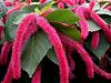 Coada de vulpe - Acalypha hispida