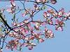 Cornus Florida Rainbow