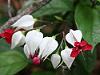 Floarea norocului - Clerodendron thomsoniae