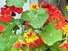 Nasturtium (Tropaeolum majus) - popular i se mai spune si caltunas sau nemtoaica