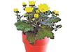 Ghid pe scurt despre hrana plantelor