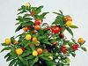 Marul dragostei - Solanum spp
