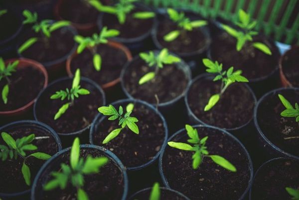 Descopera un truc uimitor care te ajuta sa obtii cel mai bun ingrasamant natural pentru plantele tale!