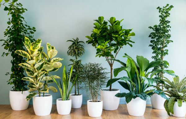 5 plante de interior care aproape ca nu necesita ingrijire