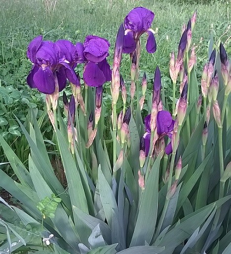 Florile de iris decoreaza gradinile la inceput de vara