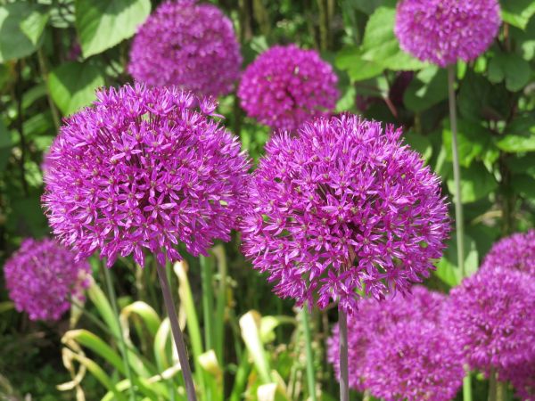 Ceapa ornamentala (Allium), una dintre cele mai decorative si mai putin pretentioase plante perene din gradina