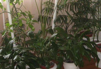 Spathiphyllum.jpg (59.45 KiB) Vizualizat de 3294 ori Spathiphyllum.jpg
