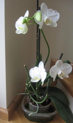 Orhidee Phalaenopsis.jpg