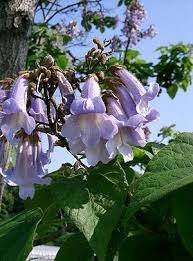 paulownia (1).JPG