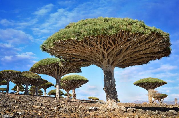 Arborele Dragonblood (Sangele dragonului) din Yemen