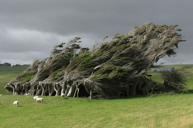 Copacii din Slope Point, extremitatea sudica a Noii Zeelande