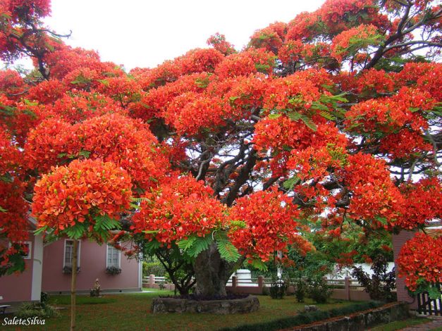 Copacul flamboiant din Madagascar