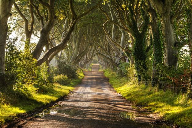 Poteca de fagi din County Antrim, Irlanda