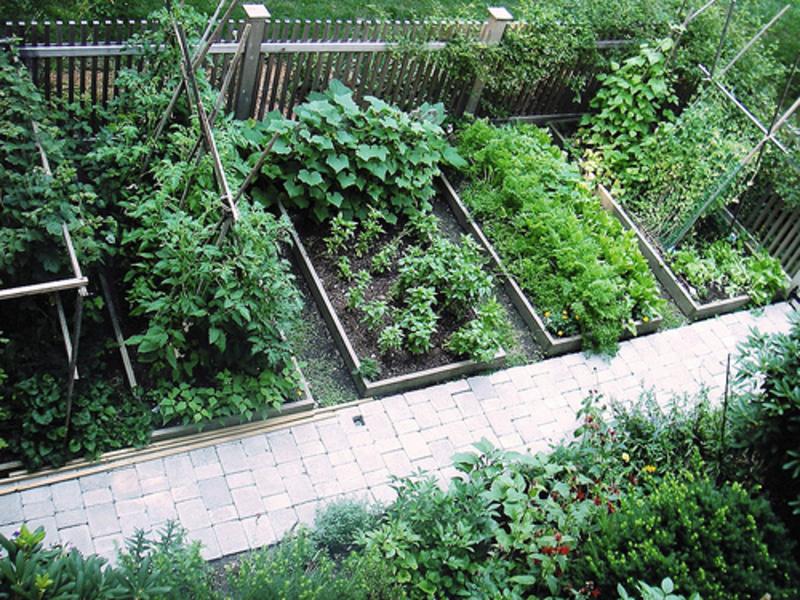 Straturi gradina de legume