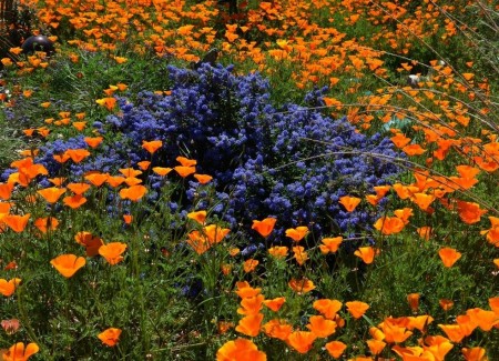 Poze Gradina de flori - flori-albastre-portocalii.jpg