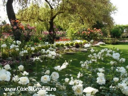Poze Gradina de flori - gradina-trandafiri-albi.jpg