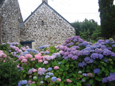 Poze Gradina de flori - hortensii-casa-piatra.jpg