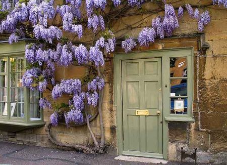 Poze Gradina de flori - zid-plante-cataratoare-wisteria.jpg