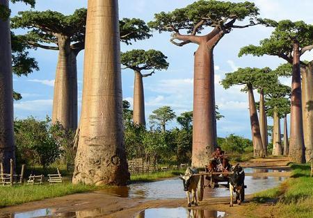 Arborii baobabii din Madagascar