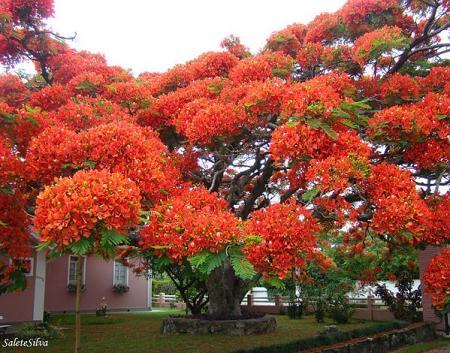Copacul flamboiant din Madagascar