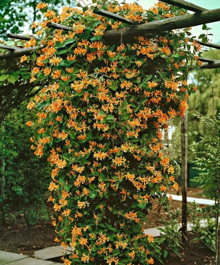 Caprifoiul, Mana Maicii Domnului, Lonicera