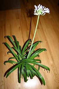Agapanthus, floarea dragostei