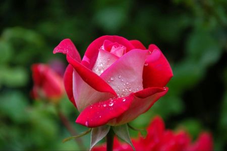Ghid pentru alegerea florilor atunci cand mergi la intalniri: Buchete de flori care impresioneaza de fiecare data