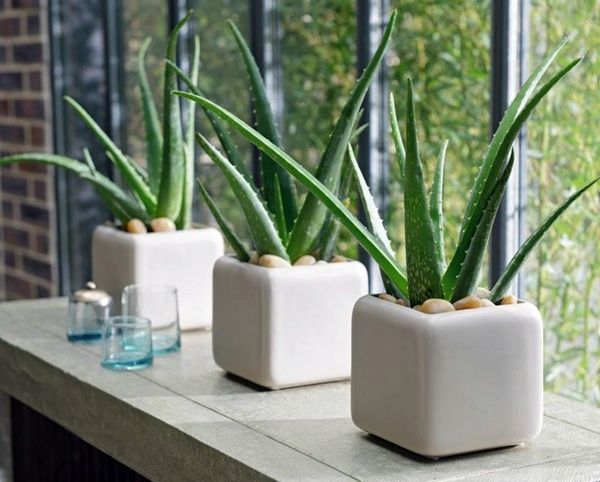 Aloe Vera