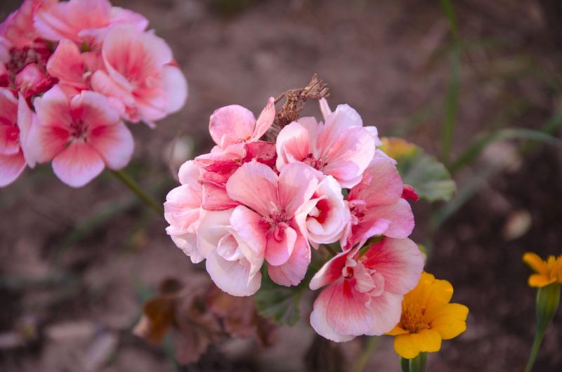 Seminte plante flori begonia