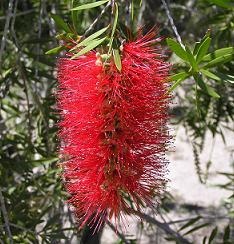 Vaccinate Is Waste Callistemon, zis si "spala sticle"