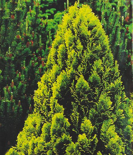 O planta pe zi: Chiparosul de California (Chamaecyparis Lawsoniana)