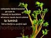 Gradina de legume din bucatarie