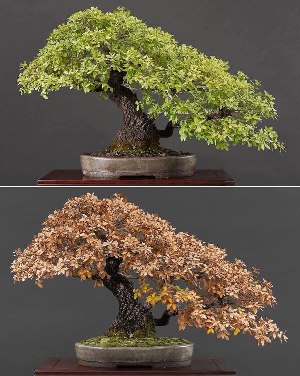 Evolutia cromaticii unui bonsai cu frunze cazatoare