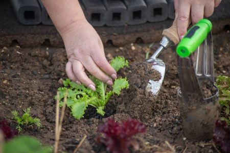 Sfaturi esentiale pentru incepatorii in gradinarit pentru semanarea si cresterea rasadurilor