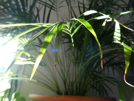 Cum sa alegi plantele mediteraneene potrivite pentru climatul local