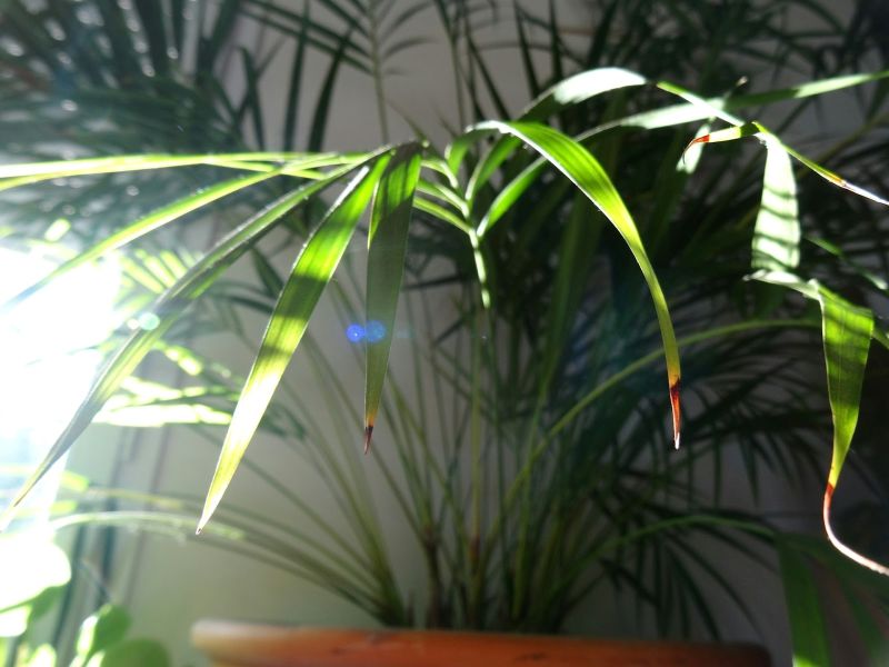Plante mediteraneene