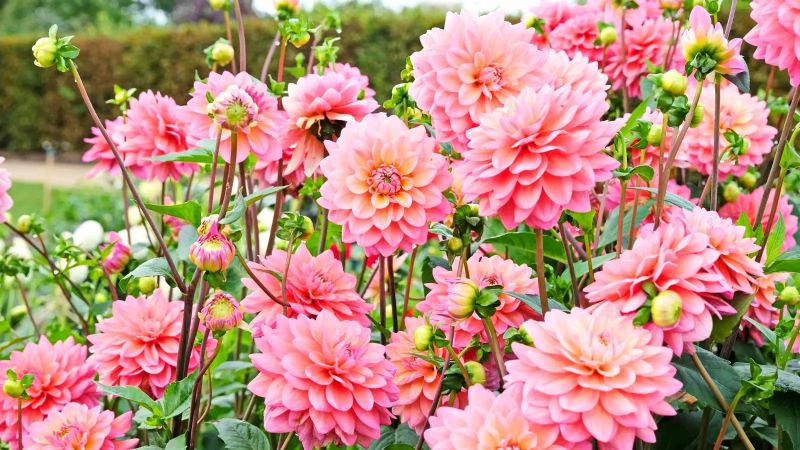 Dalia, flori vara