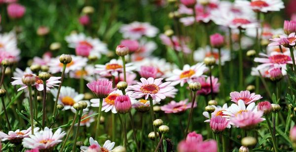 Flori gradina - gerbera