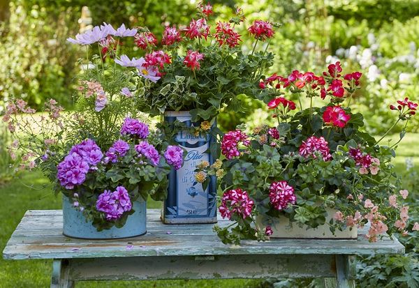 In casa, gradina, terasa sau balcon, muscatele colorate ne fac viata mai frumoasa