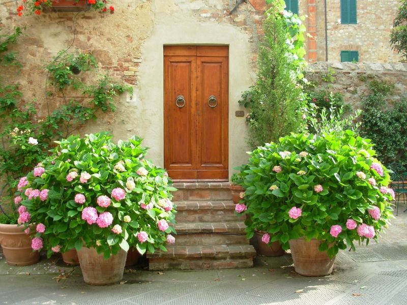 Hortensii in ghivece
