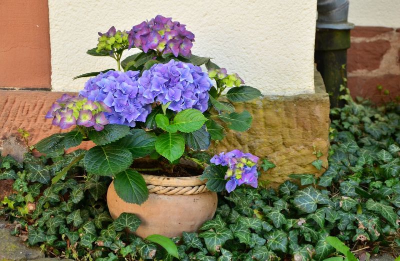 Hortensii in ghiveci